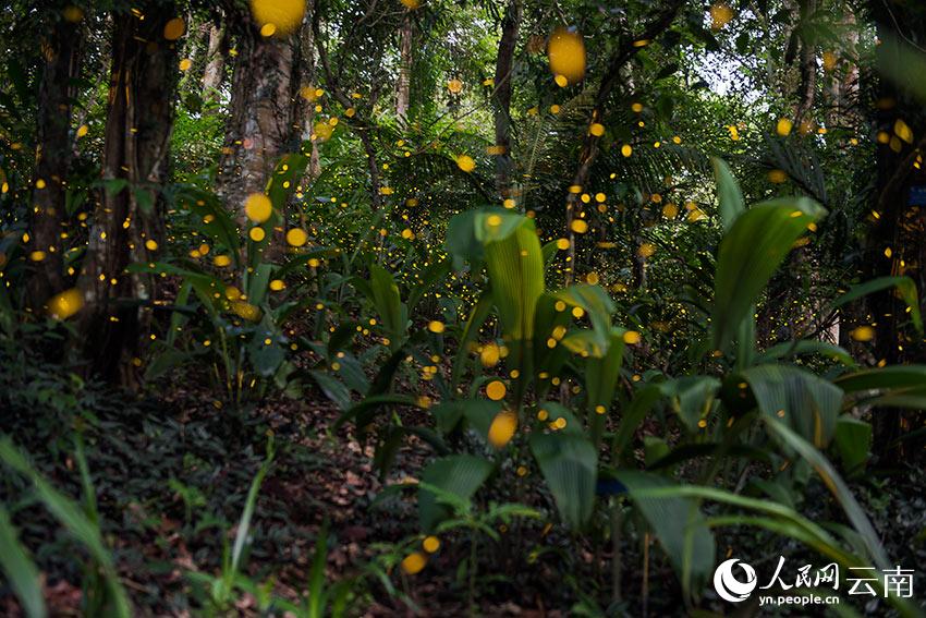 中国科学院西双版纳热带植物园里的萤火虫进入观赏期。筱娇娇摄
