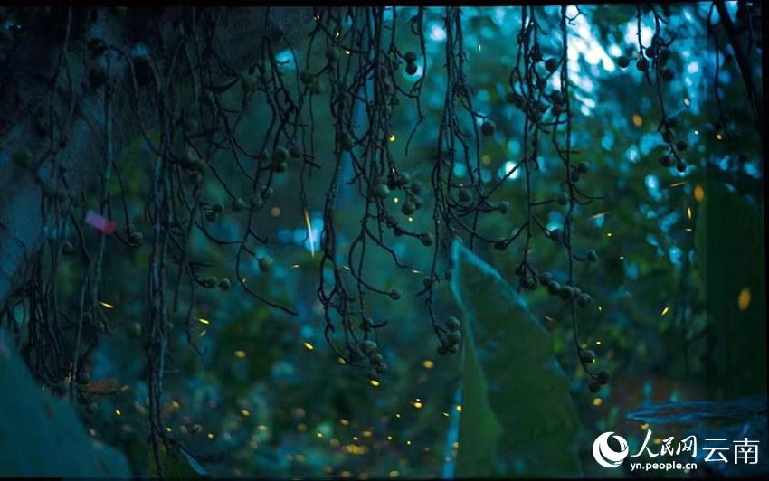 中国科学院西双版纳热带植物园里的萤火虫进入观赏期。筱娇娇摄