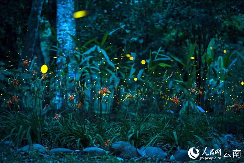 中国科学院西双版纳热带植物园里的萤火虫进入观赏期。筱娇娇摄