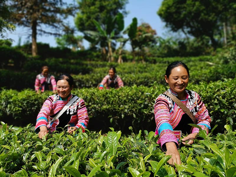 村民们忙着采摘今年的第一拨春茶。李亚芹摄