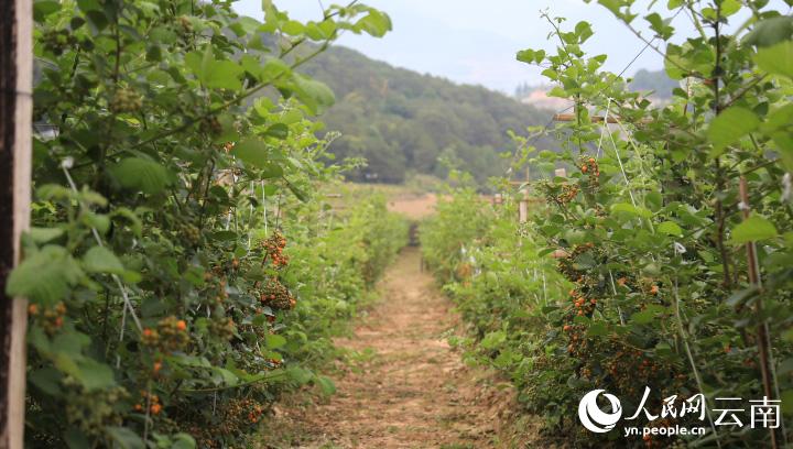 景東縣錦屏鎮文舊村的15畝人工種植的黃泡果成熟了。人民網 曾智慧攝