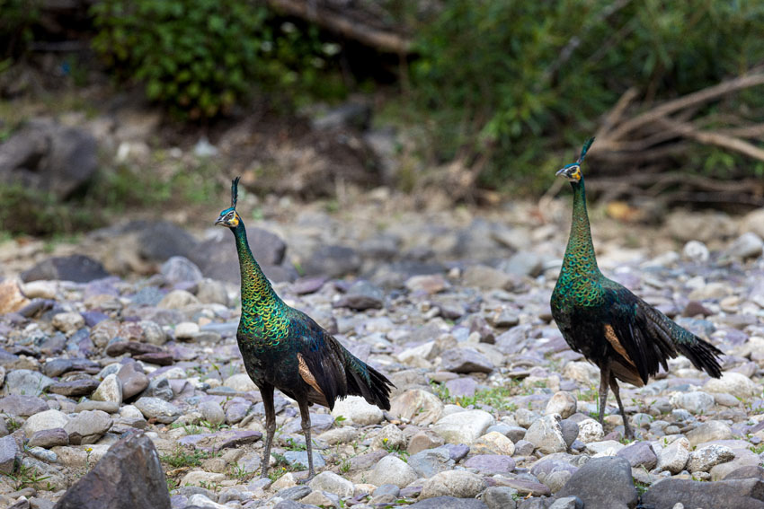 雙柏縣恐龍河自然保護區內的綠孔雀。魯玲攝