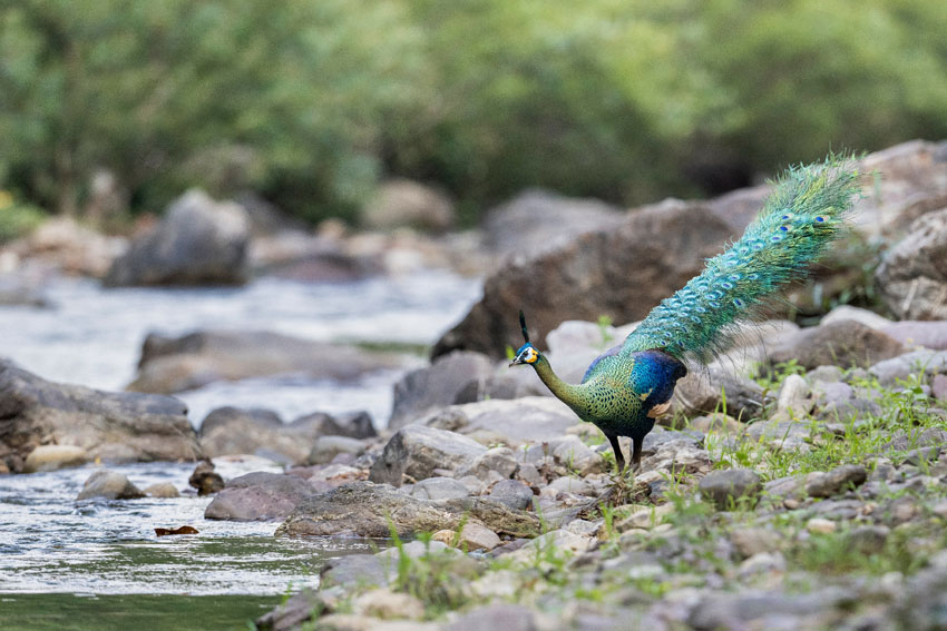 雙柏縣恐龍河自然保護區內的綠孔雀。鄧雄攝
