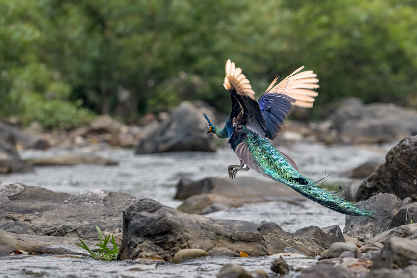 雙柏縣恐龍河自然保護區內的綠孔雀。鄧雄攝