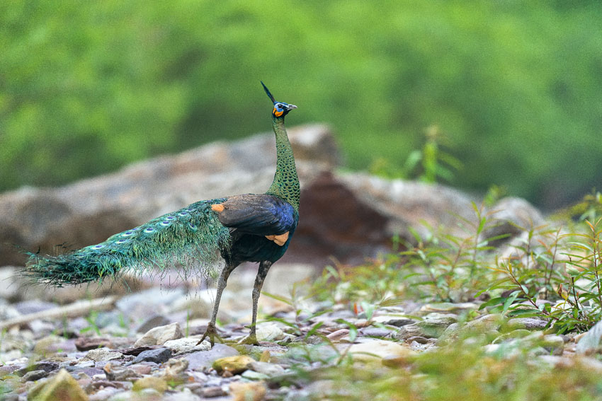 雙柏縣恐龍河自然保護區內的綠孔雀。顏謙攝