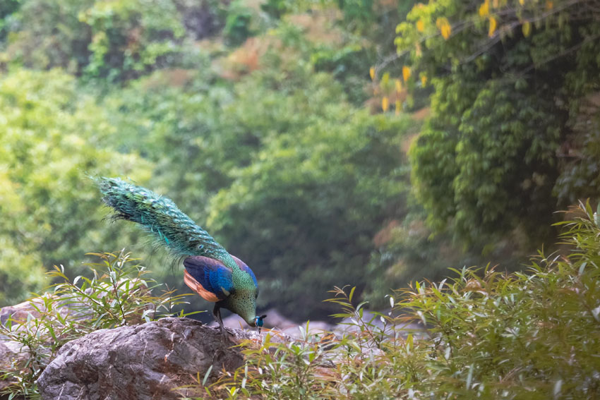 雙柏縣恐龍河自然保護區內的綠孔雀。李盛昌攝