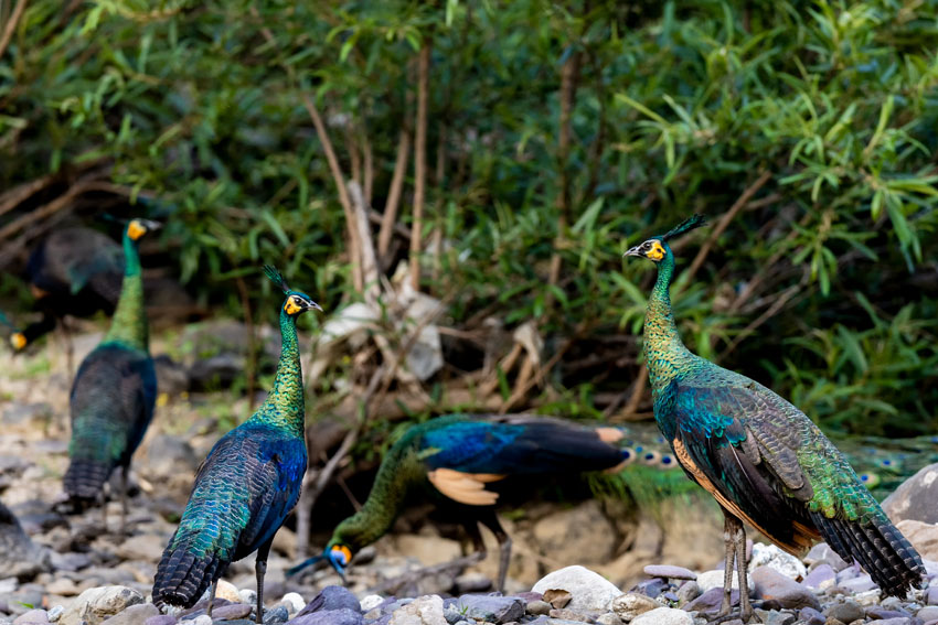 雙柏縣恐龍河自然保護區內的綠孔雀。張筱蓉攝