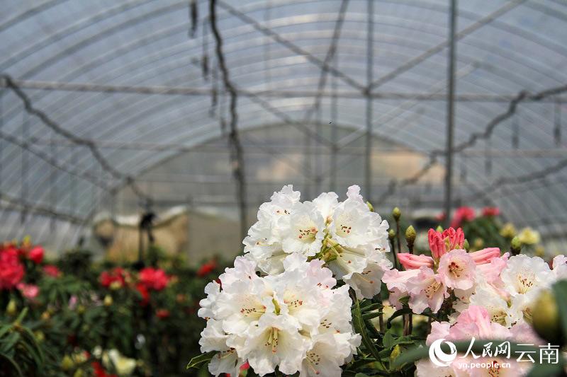 图一-三红种植合作社的花卉大棚里，十余种高山杜鹃花开得正艳。（人民网-刘怡摄）