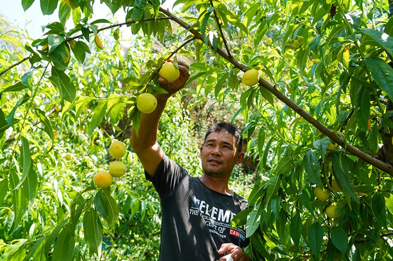 �������ڲ�ժ���ӡ���Զ����ý�����Ĺ�ͼ