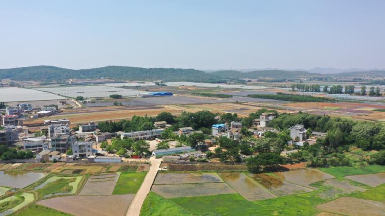綠樹掩映下的師宗縣彩雲鎮紅土村張家寨村民小組。
