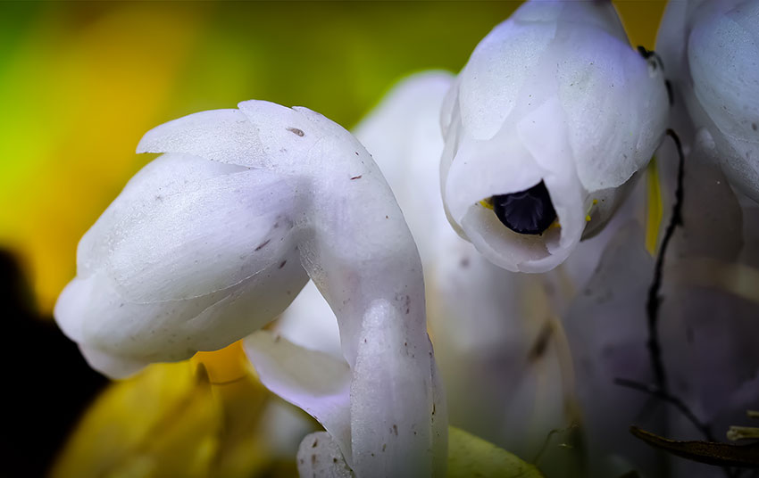 水晶蘭生在幽暗之中，卻開出潔白的花朵，它的整個生命周期極短。屏邊縣融媒體中心供圖