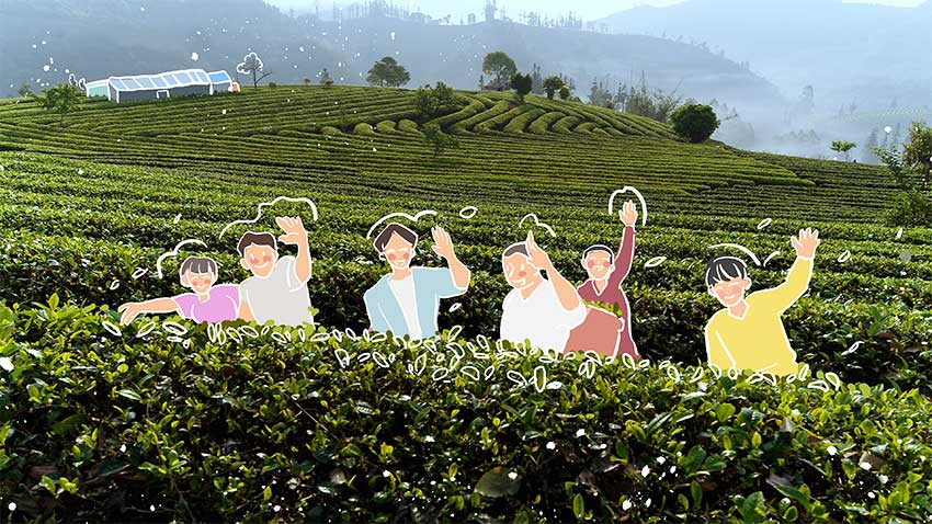 廣大茶農期待游客的前來。