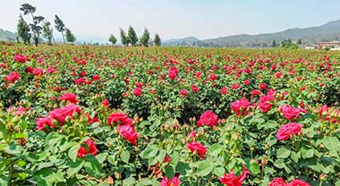 食用玫瑰花 带动农旅融合促致富