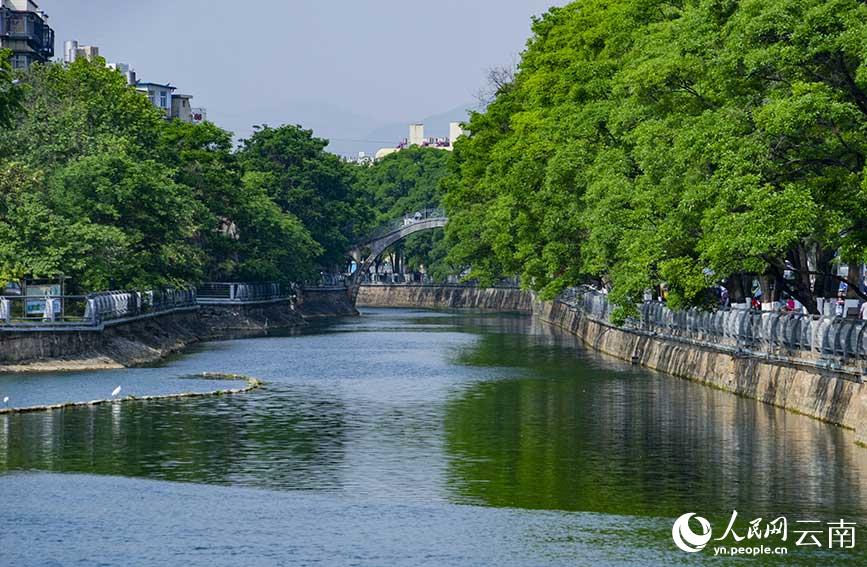 大觀河畔綠樹成蔭，美景如畫。鄭益攝