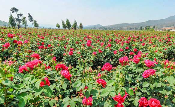 云南安宁：食用玫瑰花 带动农旅融合促致富