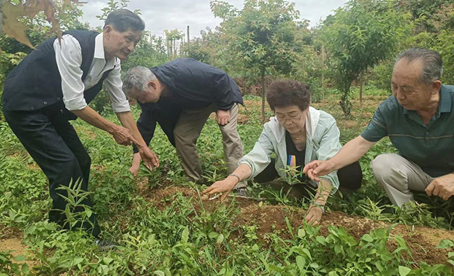 �鿴�в�ҩ�ƾ������������������