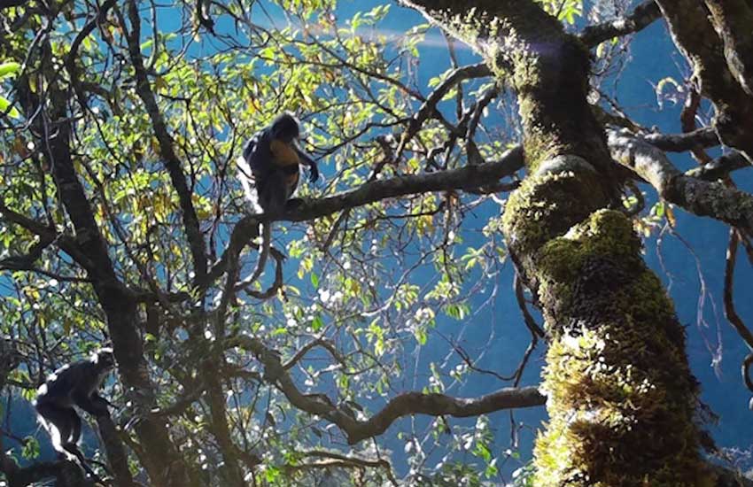 在雲南高黎貢山福貢段採集到的菲氏葉猴活動影像。高黎貢山保護區福貢管護局供圖