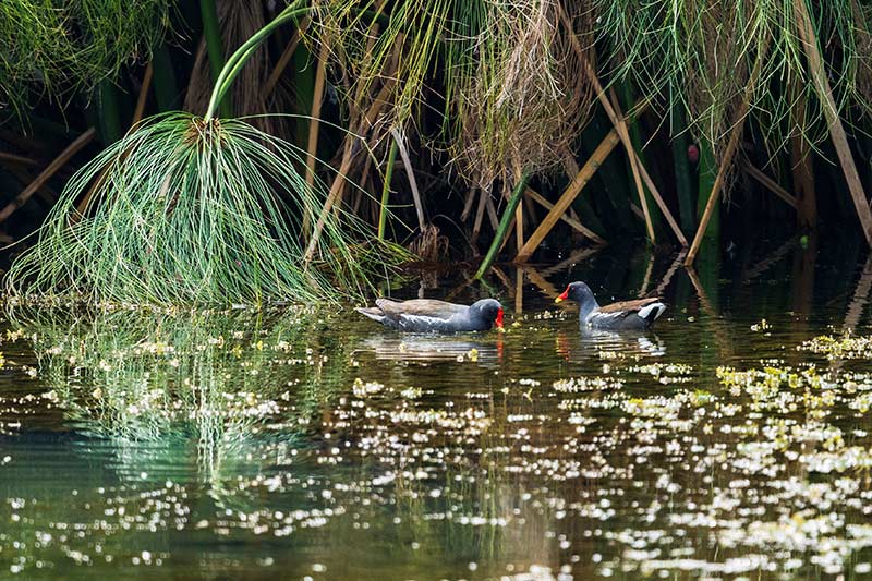 信房河湿地成为鸟类栖息的乐土。