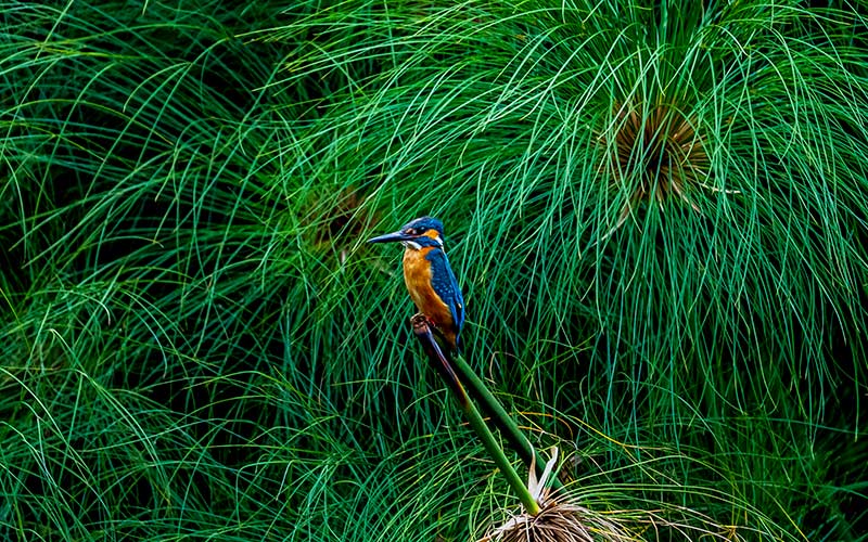 信房河濕地成為鳥類棲息的樂土。