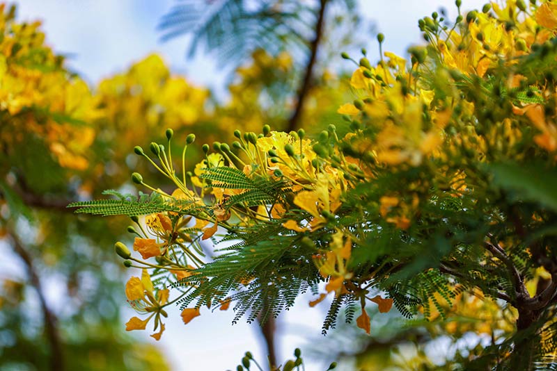 鳳凰生態公園裡盛開的黃色鳳凰花。陶家淇攝