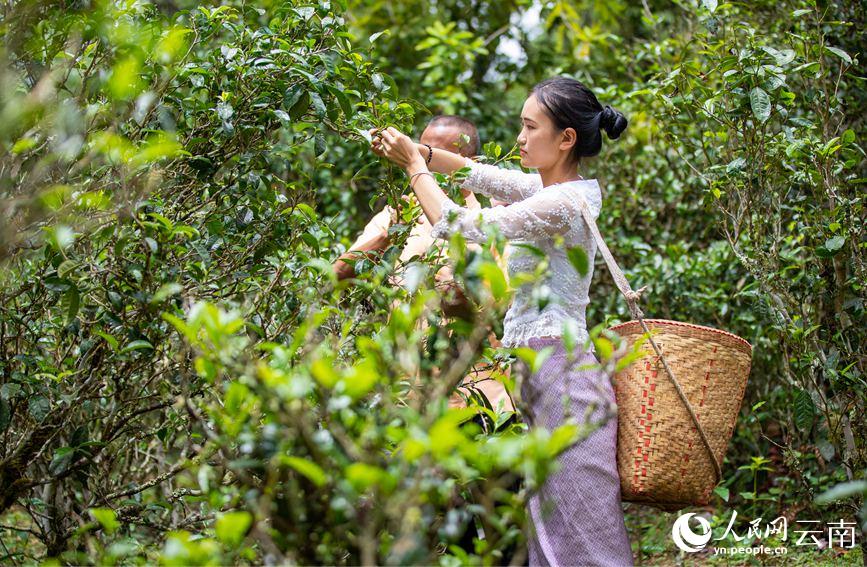 景邁山茶農正在採摘春尾茶。人民網 虎遵會攝