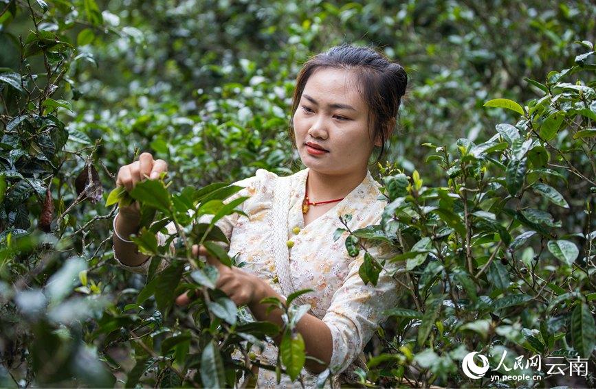 景邁山茶農正在採摘春尾茶。人民網 虎遵會攝