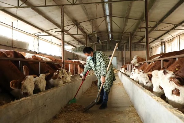 养殖户正在打扫牛圈。景东县融媒体中心供图