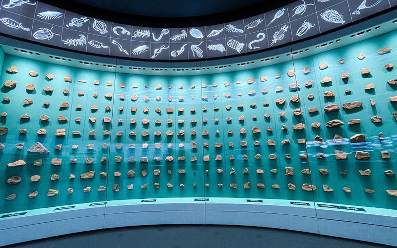 人类祖先？这个博物馆的鱼化石不简单