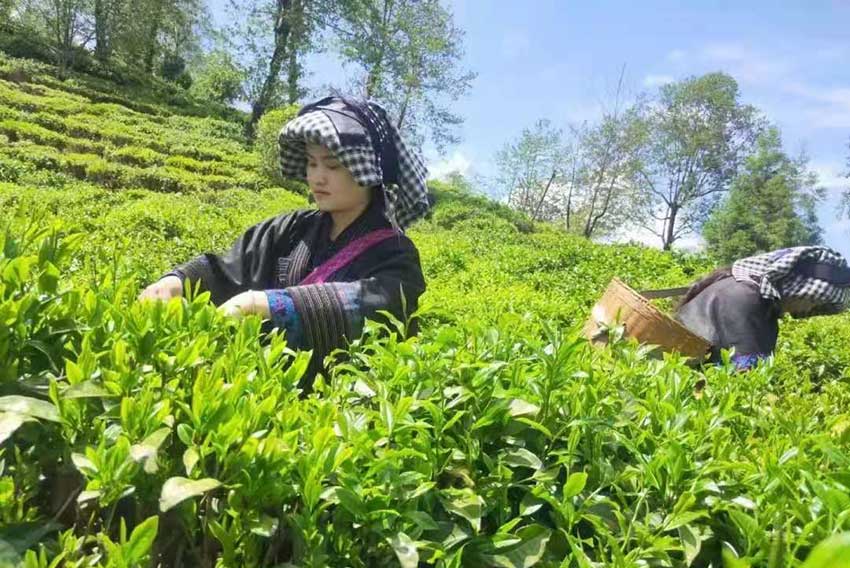茶产业。临沧融媒体新闻社供图