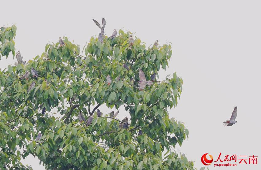 正在樹上休息的紅腳隼。朱元攝