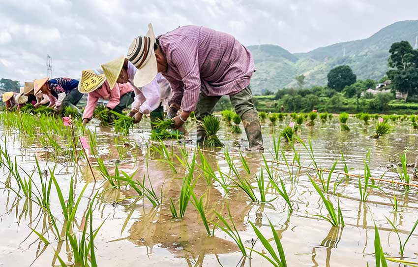 60000份水稻育種材料開始起秧栽插。施甸縣融媒體中心供圖