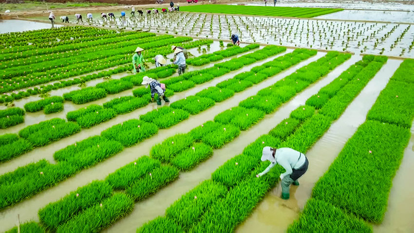 綠油油的水稻育種材料長勢喜人。施甸縣融媒體中心供圖