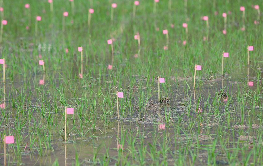 施甸縣水稻良種繁育基地是我國最大的兩用核不育系繁育基地。施甸縣融媒體中心供圖