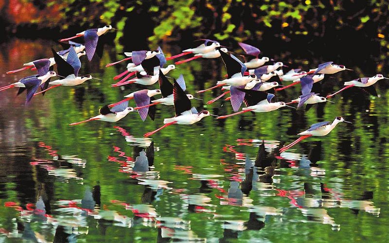 “水鳥模特”黑翅長腳鷸現身滇池水域黑翅長腳鷸有著“水鳥模特”和“紅腿娘子”的美名。隨著滇池保護治理的推進，滇池生態環境得到進一步修復，水鳥棲息生存環境得到改善。相關統計數據顯示，目前滇池周邊共記錄鳥類139種，且數量保持穩定增長態勢。