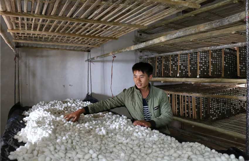 村民在收取蠶繭。蒙自市融媒體中心供圖