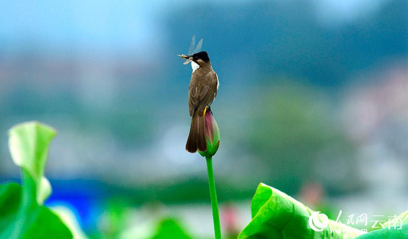 ںʳռ