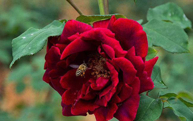 墨红玫瑰已经由鲜红色转为黑红色。