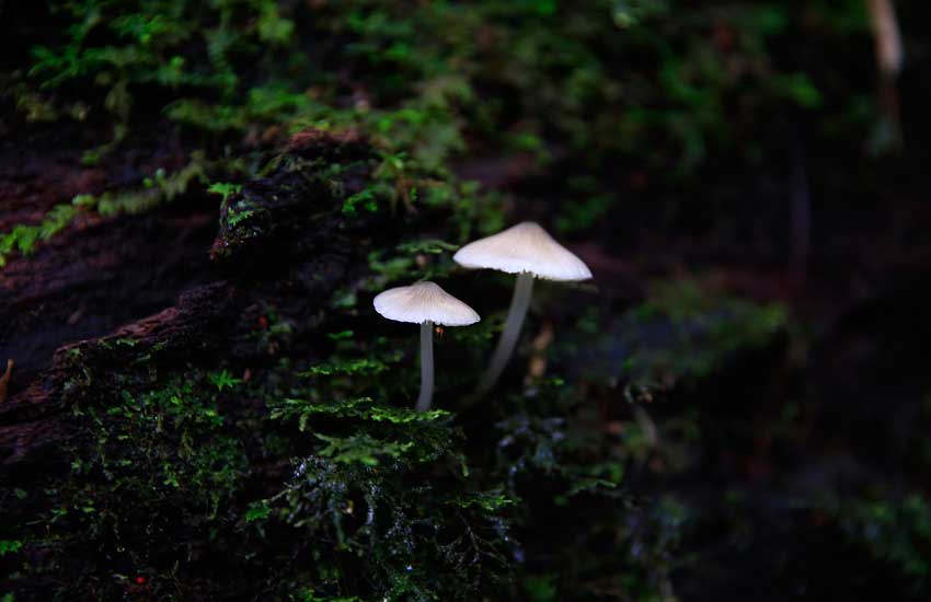 秀美神奇千家寨。鎮沅縣融媒體中心供圖
