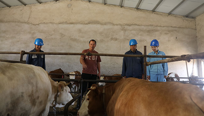 電力為徐洪金家的牛養殖節省大量勞動力。杜明彥攝