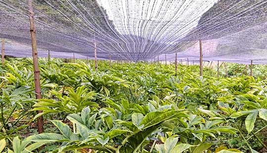 文山麻栗坡：綠色產業鼓起農民“錢袋子”