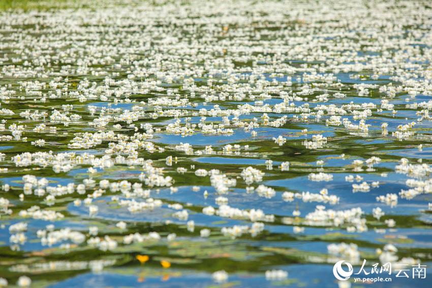 洱海海菜花。王繼成攝