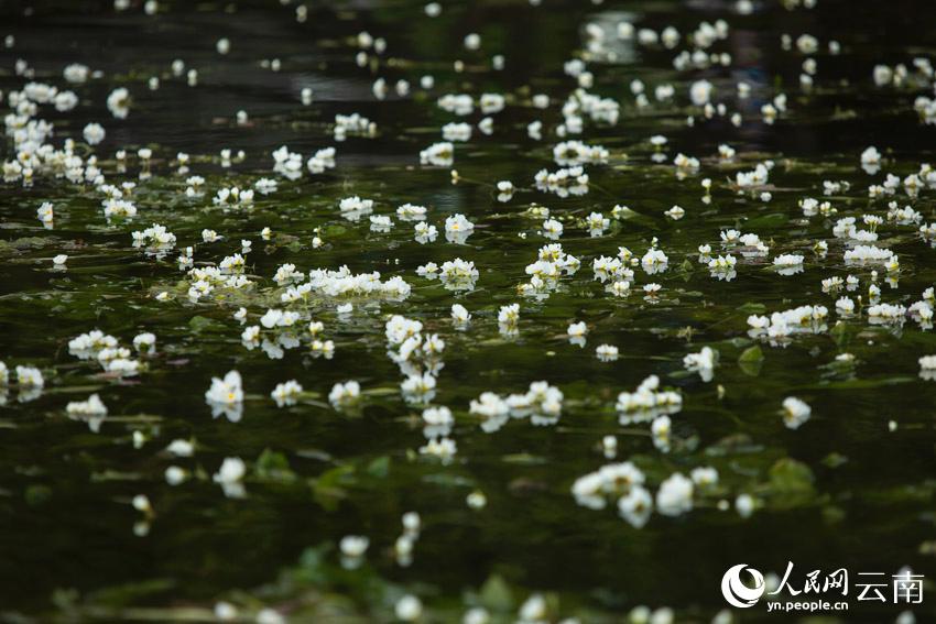 洱海海菜花。王繼成攝