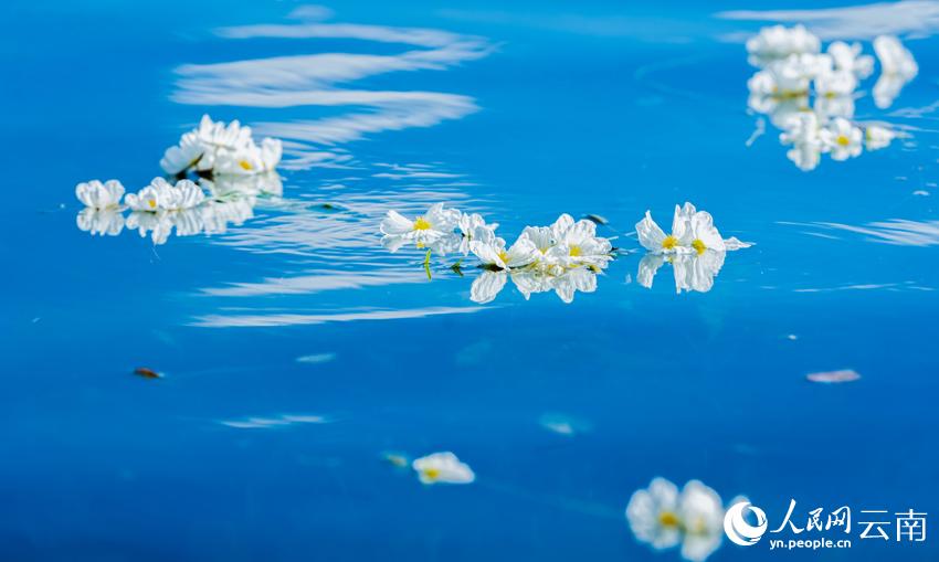洱海海菜花。王繼成攝