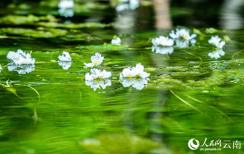 洱海海菜花。王繼成攝