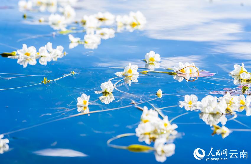 洱海海菜花。王繼成攝