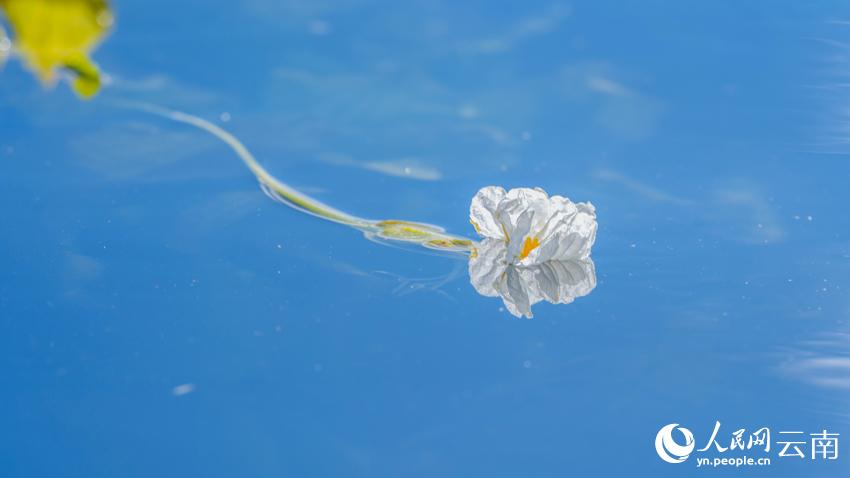 洱海海菜花。王繼成攝