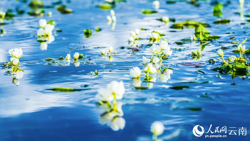 洱海海菜花。王繼成攝