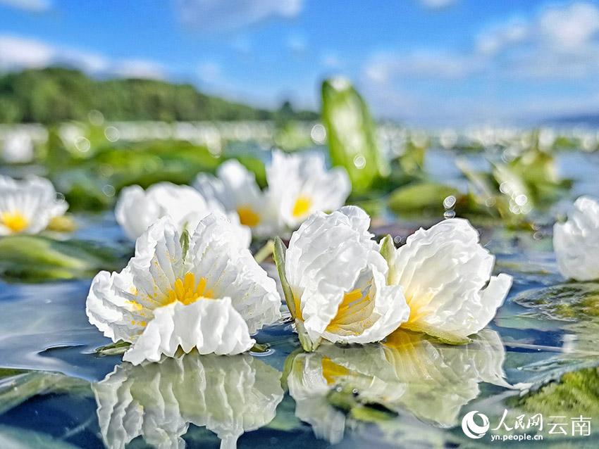 洱海海菜花。楊繼培攝