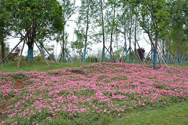 昆明坝河湖滨生态湿地一角。西山区融媒体中心供图