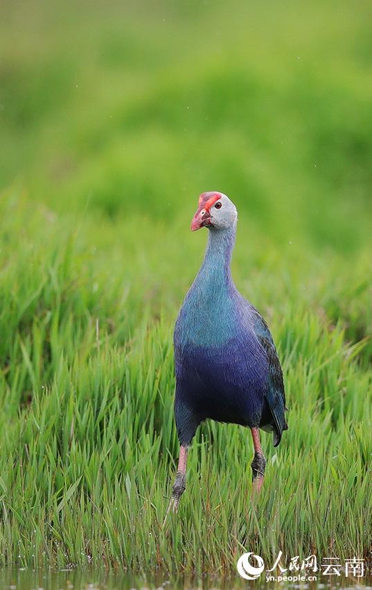 國家二級保護動物紫水雞。朱元攝